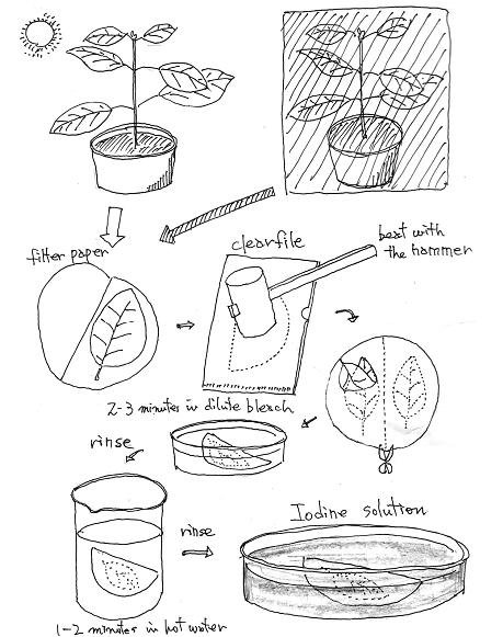 photosynthesis photosynthesis