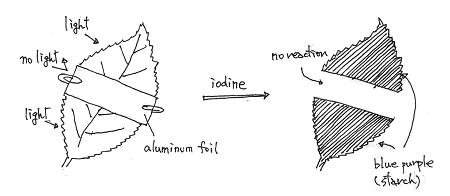 leaf photosynthesis photosynthesis leaf