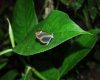 Ecology Projects