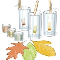 Use some simple chemistry to separate out molecules that give fall leaves their vibrant colors.