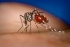Dengue season is coming back