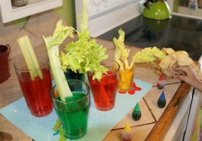 100 Best Food science experiments and projects