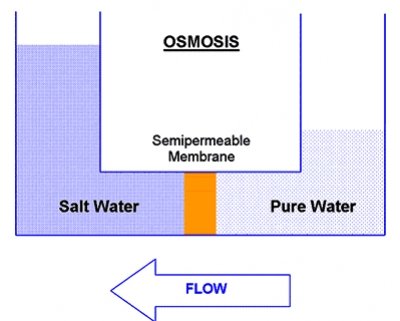 osmosis