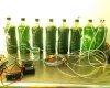 Homemade Biodiesel from Algae (Urdu)