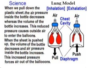 Build Your Own Simple Lung Model