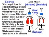 Build Your Own Simple Lung Model