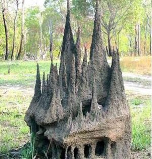 Homemade Ant Architecture
