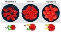 The image to the left shows the effect of different types of liquid on red blood cells. This is what you just demonstrated using the egg.  Can you work out how isotonic sports drinks are meant to work? How are they different from water or a fizzy pop drink?