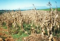 What effect does acid rain have on plant life 