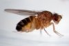 fruit fly