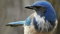 Birds too mourn when their loved ones die