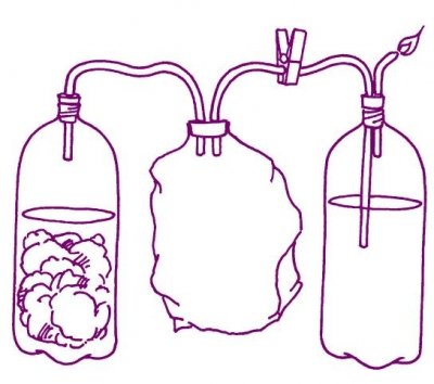 Biofuel from manure and water