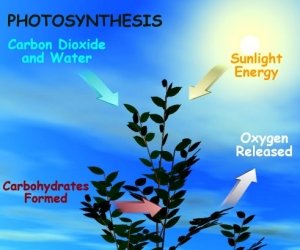 photosynthesis