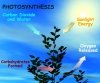 Photosynthesis Experiment Elementary Level