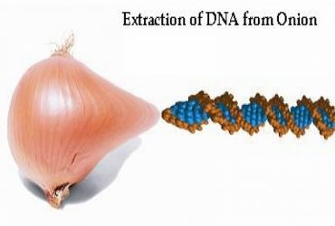 Extraction of DNA from Onion