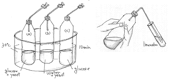 cellular respiration in yeast experiment