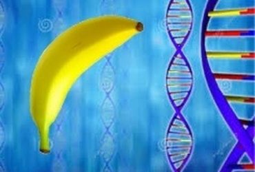 Extract DNA From a Banana