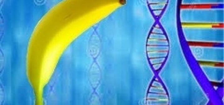 Extract DNA From a Banana