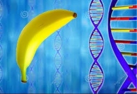  Extract DNA From a Banana