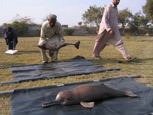 Article about Indus River Dolphin in Urdu