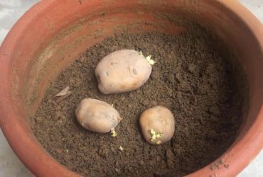 How to grow a potato in a pot