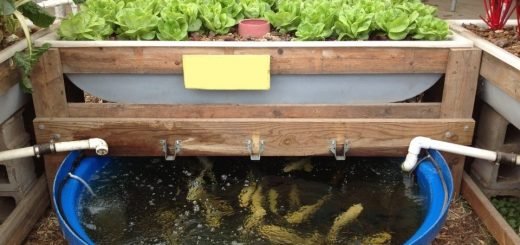aquaponics