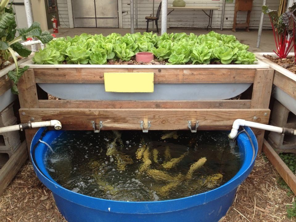 aquaponics