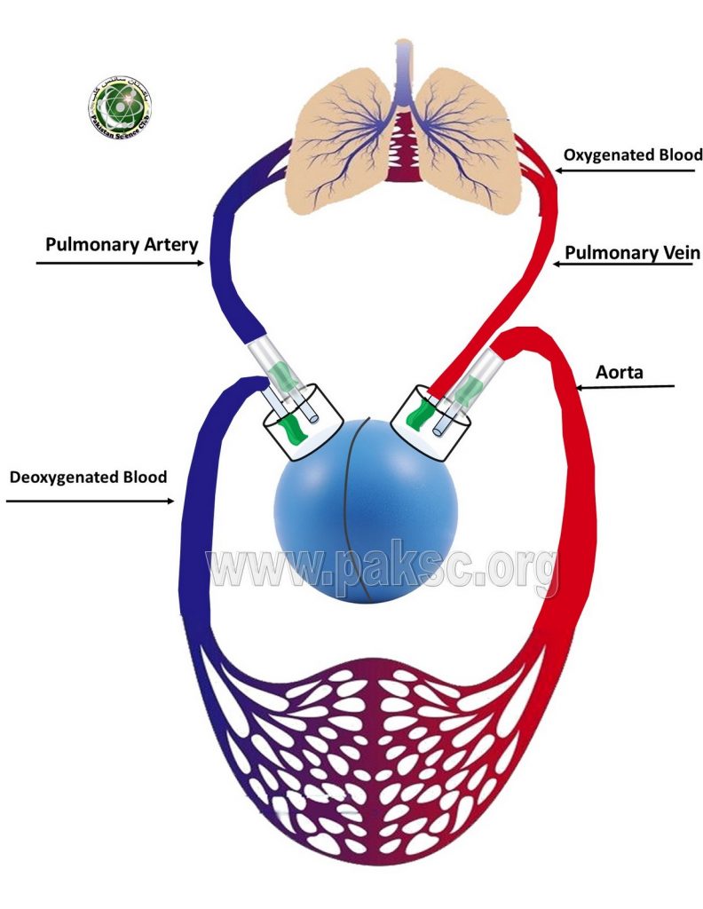 Diagram of Circulatory System