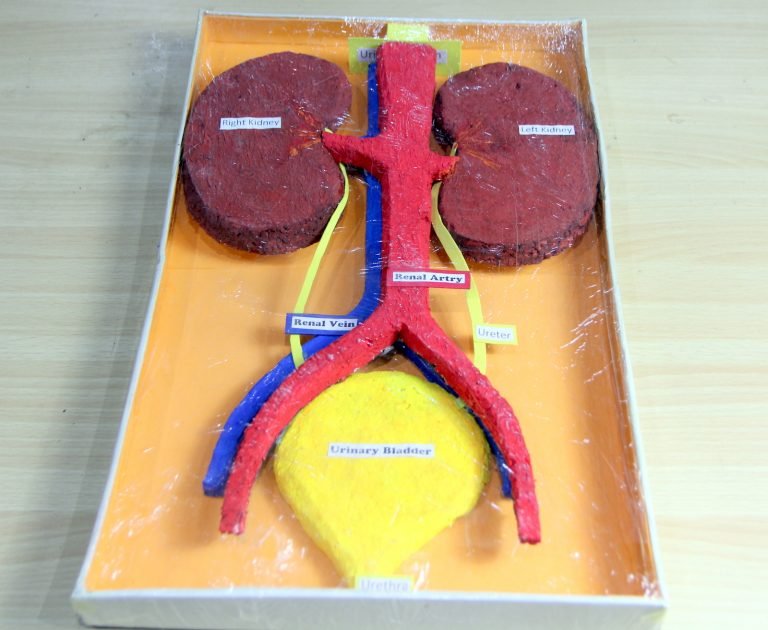 Model Making of Kidney