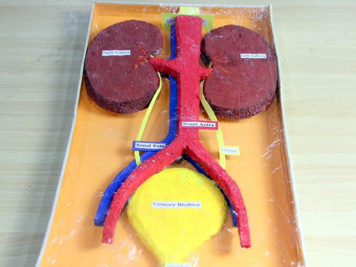 Model Making of Kidney